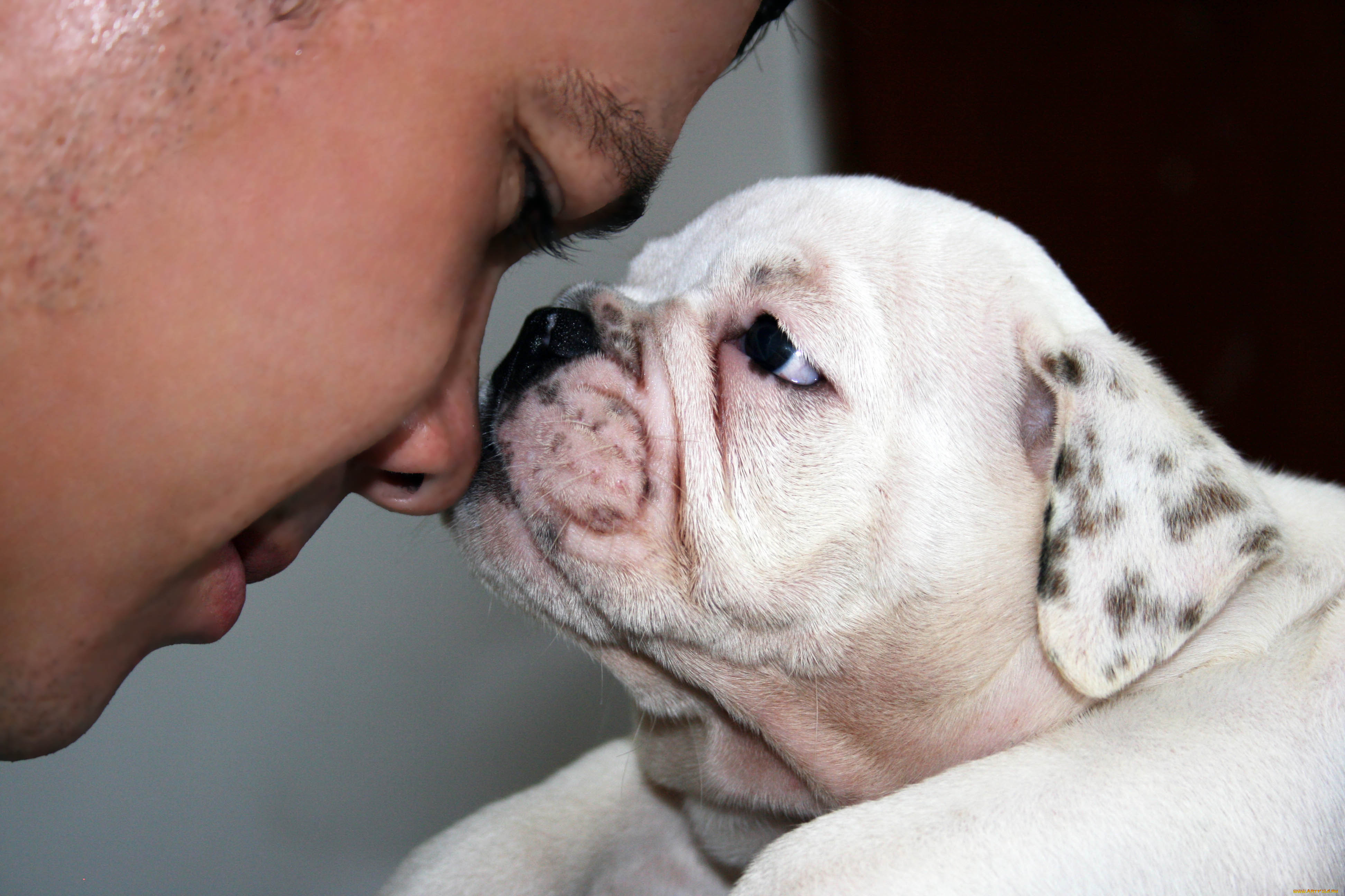 , , dog, , 
